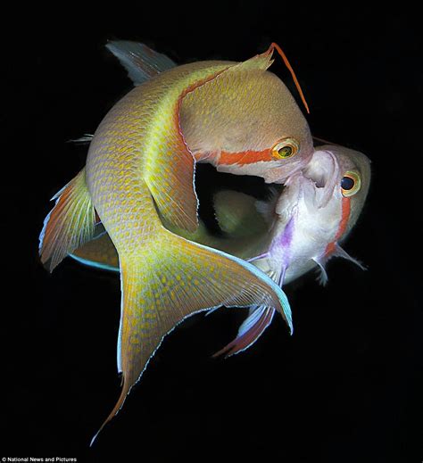 The Beauty And Terror Of Marine Life Stunning Underwater Shots