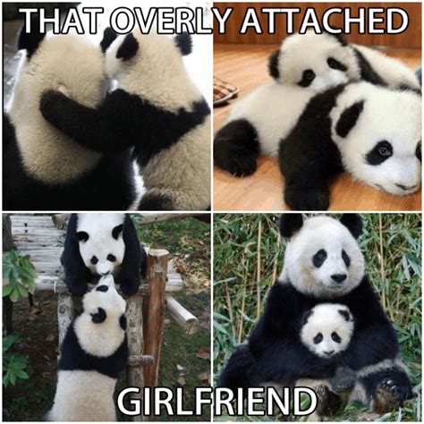 15 Amazing Panda Memes You Must Laugh In NewsWeekly