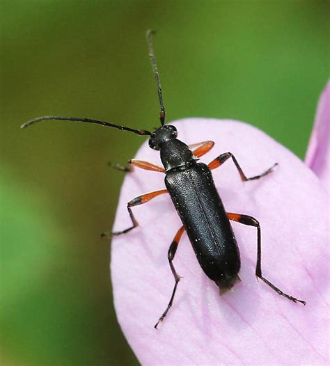 Blister Beetle Lytta Sp Grammoptera Subargentata Bugguide Net