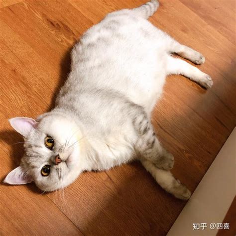 不要怕，猫藓是可以治好的！ 知乎