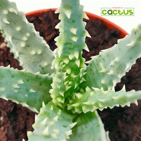 Gasteraloe Cómprate un Cactus