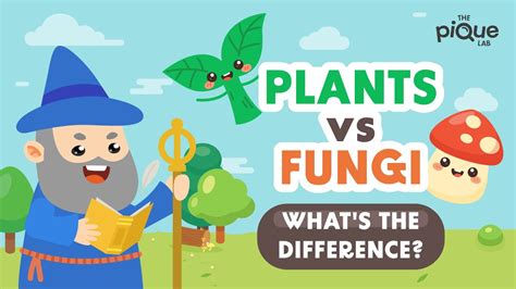 Plants Vs Fungi Whats The Difference Primary School Science