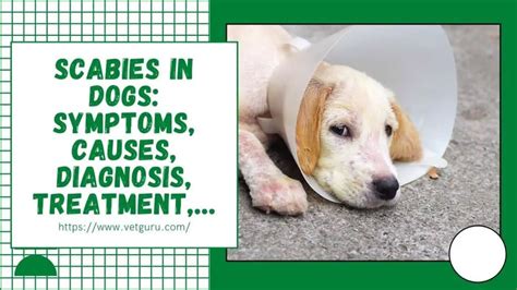 Scabies in Dogs: [A-Z] Symptoms, Causes, Diagnosis, Treatment,...