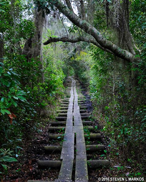 Cumberland Island National Seashore WILLOW POND TRAIL Bringing You