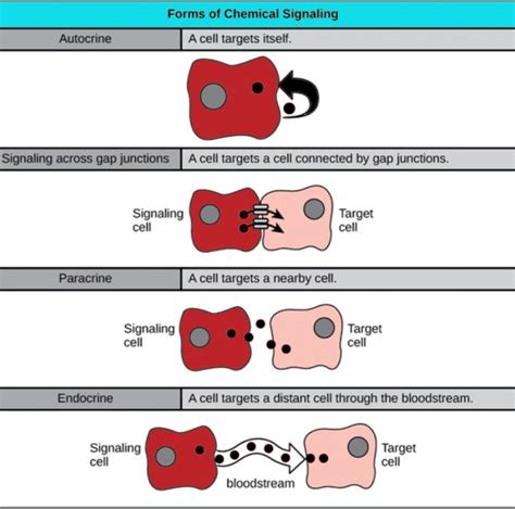 Chemical Signaling And Its Types The Science Notes