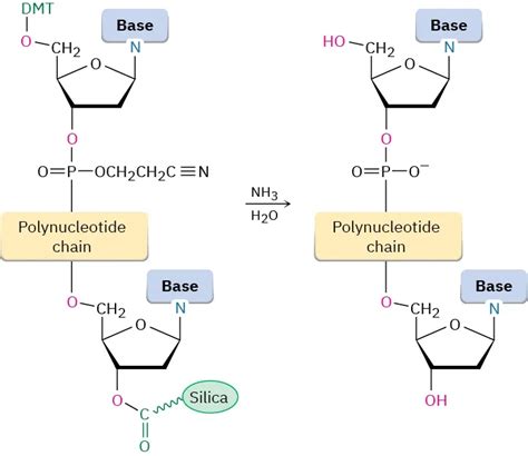 28.7 DNA Synthesis - Organic Chemistry | OpenStax