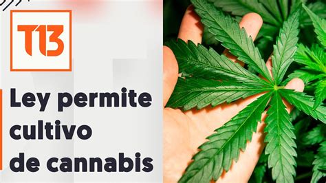 Ley De Persecuci N Al Narcotr Fico Permite Cultivo De Cannabis Youtube