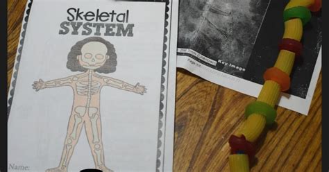 4 Skeletal System Projects For Kids