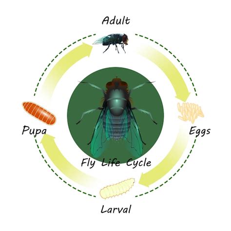 Vector Del Ciclo De Vida De La Mosca Y Aislado Vector Premium