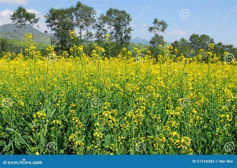 Rapeseed Field In China Stock Image Image Of Rapeseed 27318383