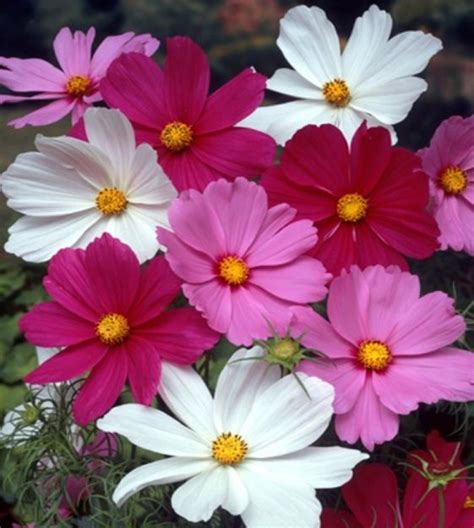 Cosmos Bipinnatus Sensation Mix