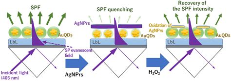 A Schematic Diagram Of Surface Plasmon Field Enhanced Fluorescence