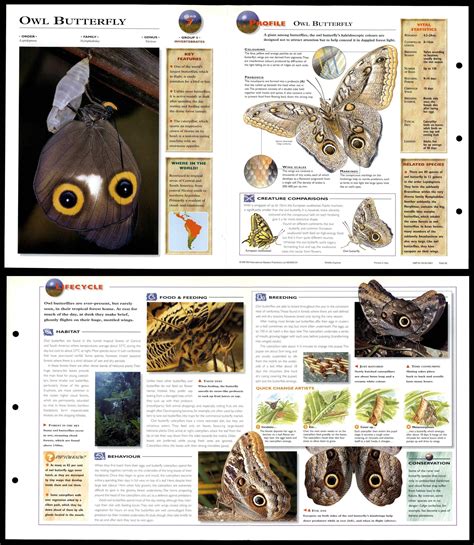 Owl Butterfly 7 Invertebrates Wildlife Explorer Fold Out Card