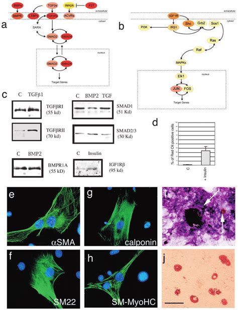 Tgfβ Bmp And Insulin Mediated Differentiation Of Mesoangioblasts