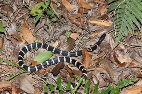 Many Banded Krait Facts Size Habitat Pictures