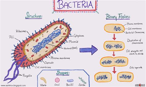 Bacteria Cell Worksheet