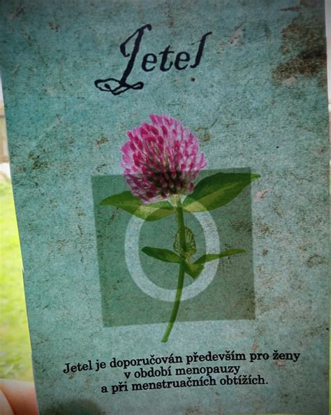 Bylinková bojovka - Přírodověda | UčiteléUčitelům.cz