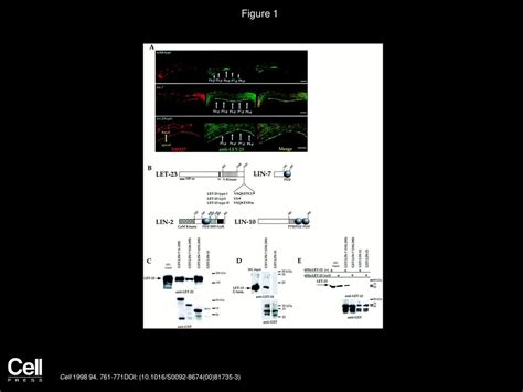 The Lin Lin Lin Complex Mediates Basolateral Membrane