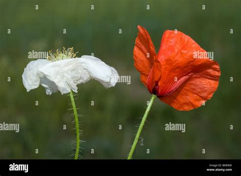 Common Poppy Papaver Rhoeas Stock Photo Alamy