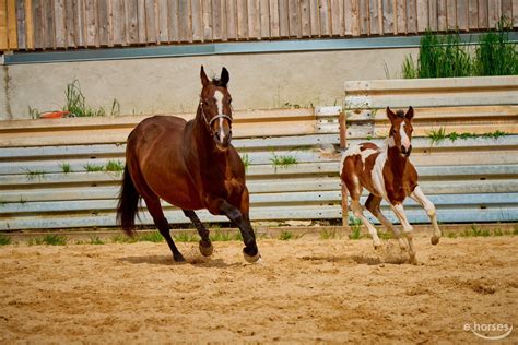 Paint Horse Jument 1 Année 150 cm Pinto in Eggenthal