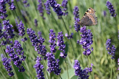 Butterfly On Lavender Free Stock Photo Public Domain Pictures