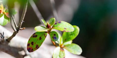 Identify Azalea Diseases & Pests and How to Prevent and Treat