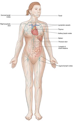 Med Term Ch 7 Lymphatic System Flashcards Quizlet