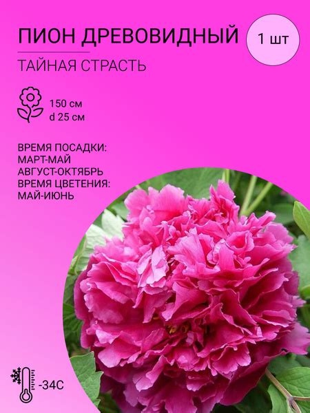 Пионы Пион Древовидный - купить по выгодным ценам в интернет-магазине ...