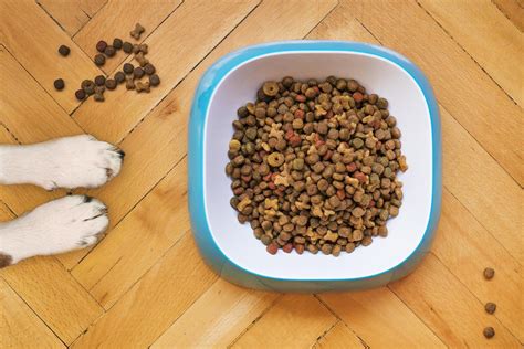 Croquettes Pour Chien Comment Bien Les Choisir