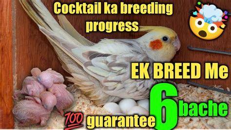 Cockatiel Ki Zabardast Breeding Progress Breeding Progress