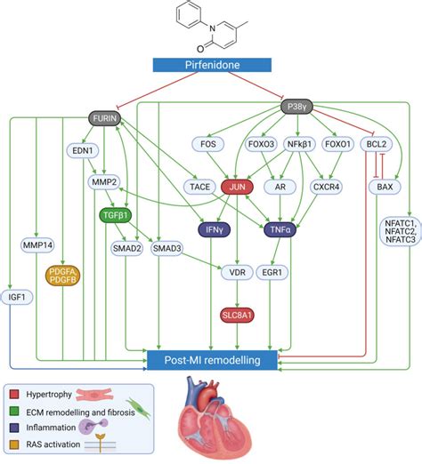 Cardiac Protection By Pirfenidone After Myocardial Infarction A