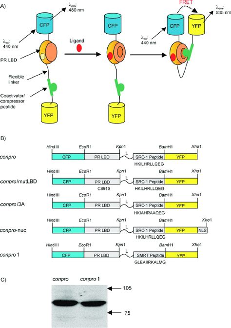 Fluorescent Indicator For The Ligand Induced Coactivator Corepressor