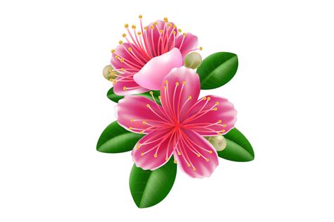 Feijoa Flower In Realistic Style By Vectortatu TheHungryJPEG