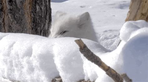 Cute Arctic Fox  Fox Cute  Fox Cute Funny Discover Share S