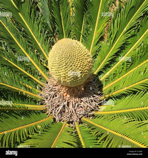 Cycas Plant Flower Stock Photo Alamy