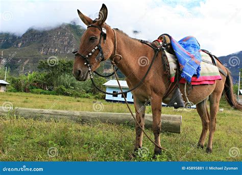 Donkey With Saddle Stock Image Image Of Outdoors Livestock 45895881