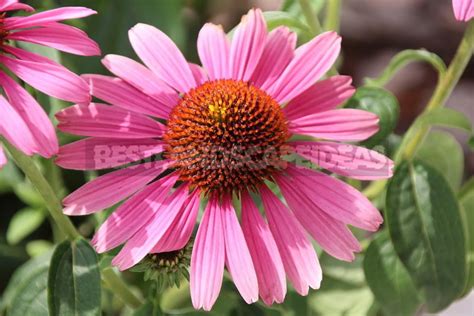 How To Plant And Care For Echinacea - Best Landscape Ideas