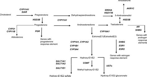 Common Genetic Variation In The Sex Hormone Metabolic Pathway And