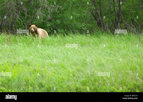 Grizzlyb R Lebensraum Fotos Und Bildmaterial In Hoher Aufl Sung Alamy