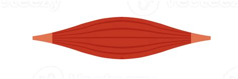 healthy muscle red muscle  png