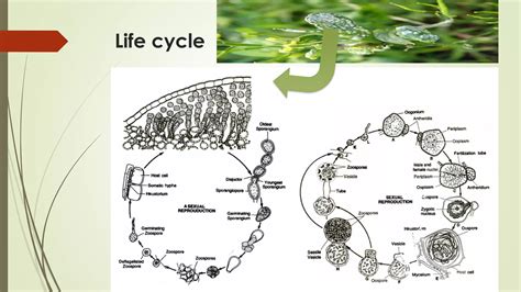 White Rust Of Crucifers Ppt