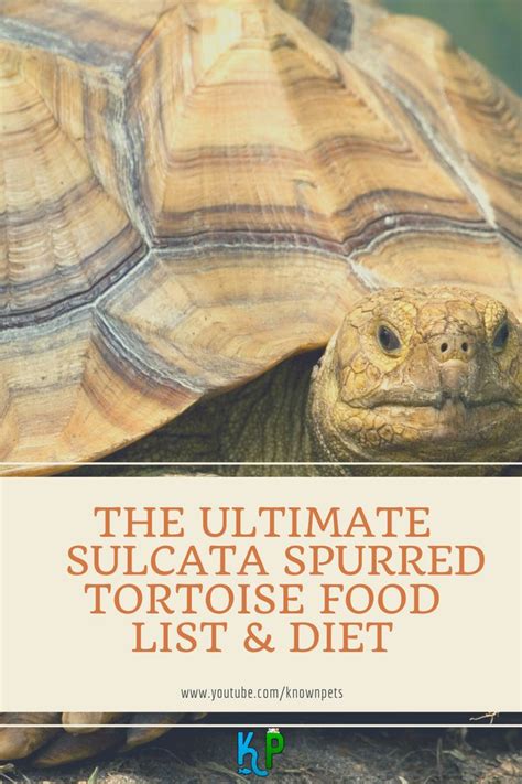 The ULTIMATE SULCATA spurred Tortoise food list & diet | Tortoise food ...