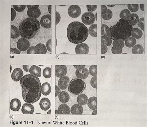 Chapter 11 Types Of White Blood Cells Diagram Quizlet