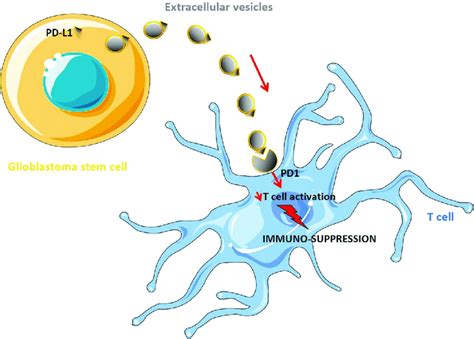 Glioblastoma Cellderived Extracellular Vesicles Regulate The Immune