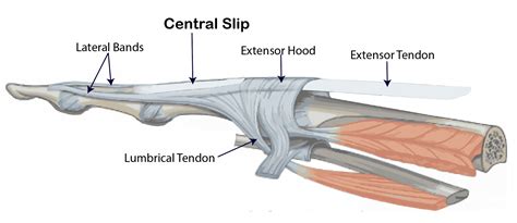 Finger Extensor Tendons