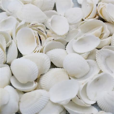 50pc Fashion Aquarium Landscape Seashells Jewelry Craft Decor Natural ...