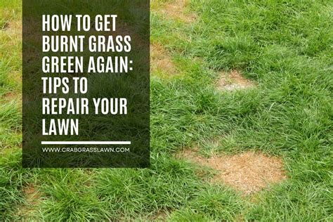 How To Get Burnt Grass Green Again Crabgrasslawn