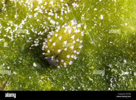 Leaf Sheep Nudibranch Costasiella Kuroshimae Adorable Sea Slug Eats