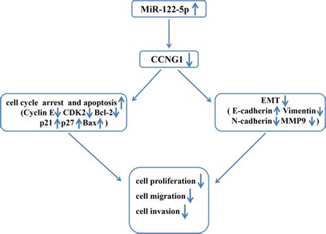 Schematic Representation Of Proposed Mechanism Of Action Of MiR 122 5p