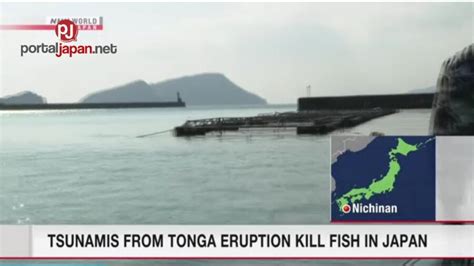 Namatay Ang Ilang Mga Isda Sa Japan Dulot Ng Tsunami Nuong Pumutok Ang